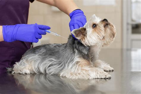mantar aşısı köpek